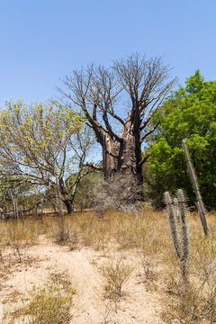 Baobabs and vegetation