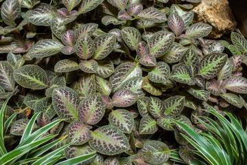 Fototapeta premium Plant if garden