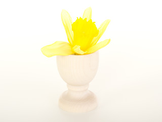 Blossom of a narcissus pseudonarcissus in an egg cup