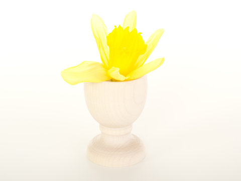 Blossom of a narcissus pseudonarcissus in an egg cup