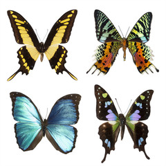 Fototapeta na wymiar kolekcja motyli tropikalnych