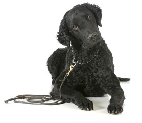 curly coated retriever