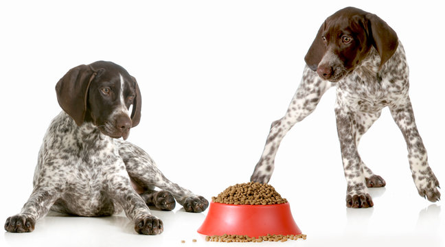 dog dinner