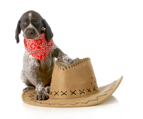 country dog