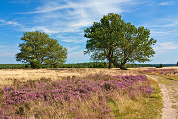 Heidelandschaft mit Eichen in der Lüneburger Heide