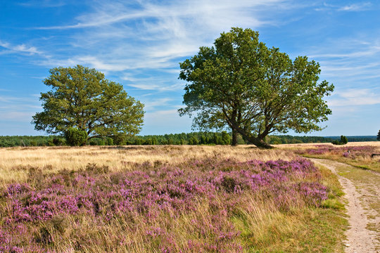 Heidelandschaft mit Eichen in der L&uuml;neburger Heide