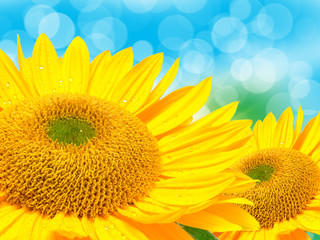 Naklejka premium Close up of sunflower