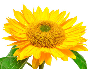 Naklejka premium sunflower isolated on white background