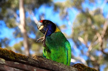 Australian Ringneck