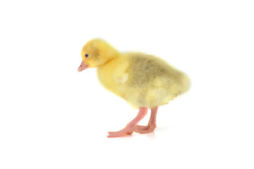 yellow fluffy duckling