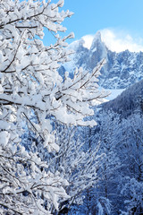 snowy branches on the background of the Alps