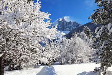 snowy branches on the background of the Alps