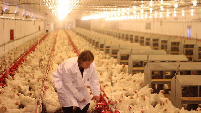 Vet on chicken farm