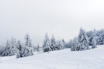 Fototapeta na wymiar Sosny w śniegu