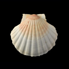 coquille Saint Jacques