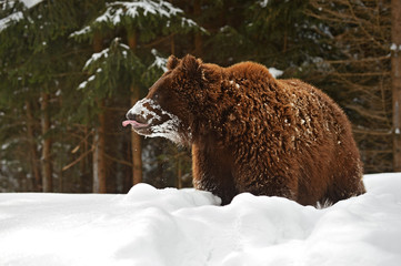 Obraz premium Brown bear