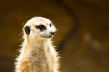 meerkat in nightsafari chiangmai Thailand