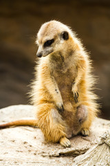 Fototapeta premium meerkat in nightsafari chiangmai Thailand