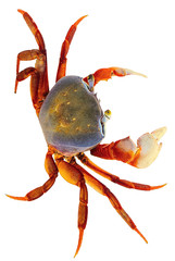 Rainbow Crab on white