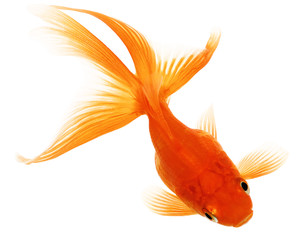 Gold Fish on White Background