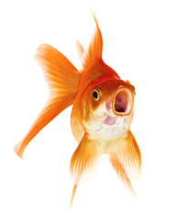 Gold Fish on White Background