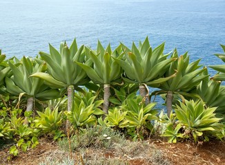 plantes grasses, succulentes, bord de mer, Madère