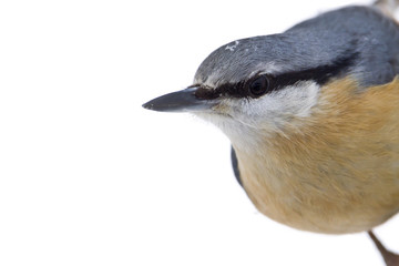portrait de Sittelle torchepot détouré sur fond blanc