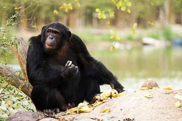 chimpanzee in nightsafari chiangmai Thailand