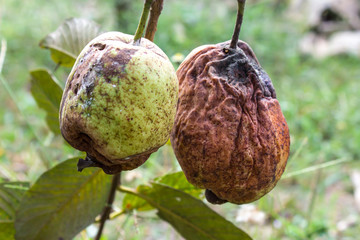 guava fruit on the tree