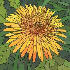 Naklejki  Vector illustration of flowers orange dandelion.