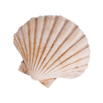 ocean shell isolated on white background