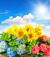 colorful sunflowers and hortensia blossoms