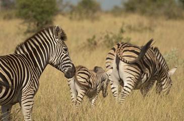 Fototapeta na wymiar Zebry w Parku Narodowym Krugera