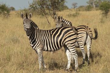 Fototapeta na wymiar Zebry w Parku Narodowym Krugera