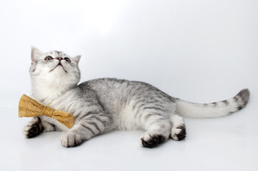 .silver tabby Scottish cat with golden bow tie