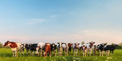 Photo sur Aluminium Vache Vaches laitières hollandaises curieuses d& 39 affilée