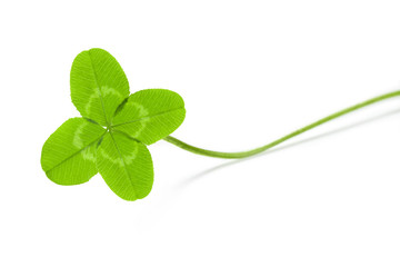four-leaf clover for good luck