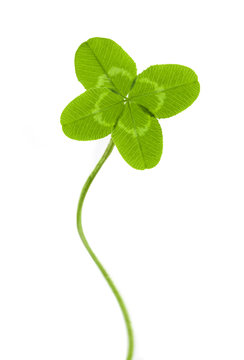 four-leaf clover for good luck