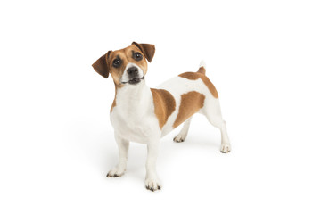 surprised Jack Russell Terrier dog looking up at the camera