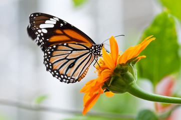 Fototapeta na wymiar Motyl i kwiat w parku