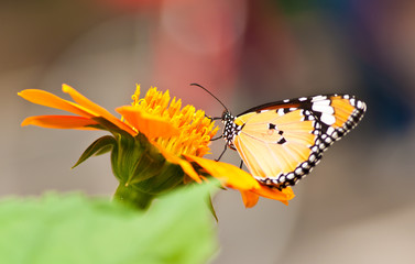 Butterfly and flower are so beautiful in the park