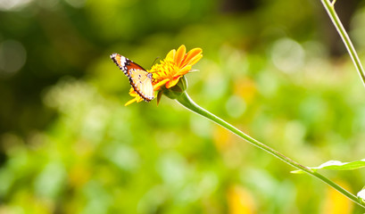 Butterfly is on the flower and has the park background