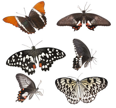 set of  butterflies