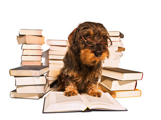 Dackel beim Lesen