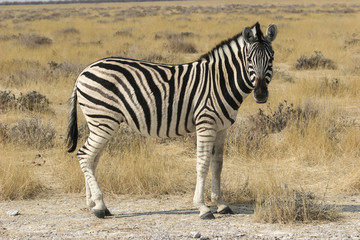 Fototapeta na wymiar Burchell jest zebra (Equus Quagga burchellii)