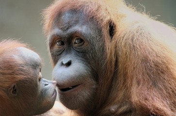 Orang Utan mit Jungtier