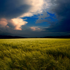 the green field with the rays