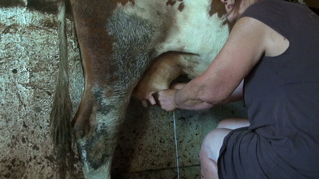 milking a cow manually in a stable