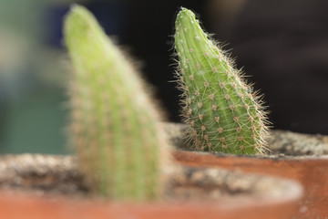 cactus in the mirror