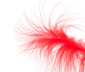 red feather on a white background. macro